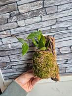 Hoya op kurk, Ophalen of Verzenden, Halfschaduw, Minder dan 100 cm