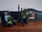 Kuif van kast leuk voor decoratie, Ophalen, Zo goed als nieuw