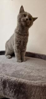 Britse Korthaar kittens Blue & Lilac met paspoort, Kater, Ontwormd