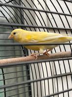 Gele kanarie 1 jaar, Dieren en Toebehoren, Vogels | Kanaries, Geslacht onbekend