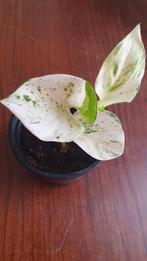 Epipremnum plant, Huis en Inrichting, Kamerplanten, Ophalen, Overige soorten, Minder dan 100 cm