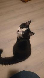 2 lieve kittens zoeken Forever Home, Dieren en Toebehoren, Katten en Kittens | Overige Katten, Meerdere dieren