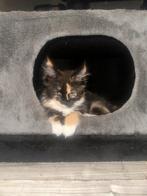 Lief aanhankelijk maine coon kitten, Dieren en Toebehoren, Poes