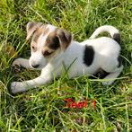 Boerenfox pups - puppies, Dieren en Toebehoren, Overige rassen, 8 tot 15 weken, CDV (hondenziekte), Meerdere