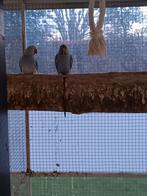 Bewezen halsbandkoppel Butterkop, Dieren en Toebehoren, Vogels | Parkieten en Papegaaien, Papegaai, Meerdere dieren, Geringd