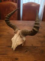 Schedel met hoorns hartenbeest, Ophalen of Verzenden, Gebruikt, Wild dier, Schedel