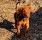 Ridgeback pup, Dieren en Toebehoren, CDV (hondenziekte), 8 tot 15 weken, Teef, Bulldog