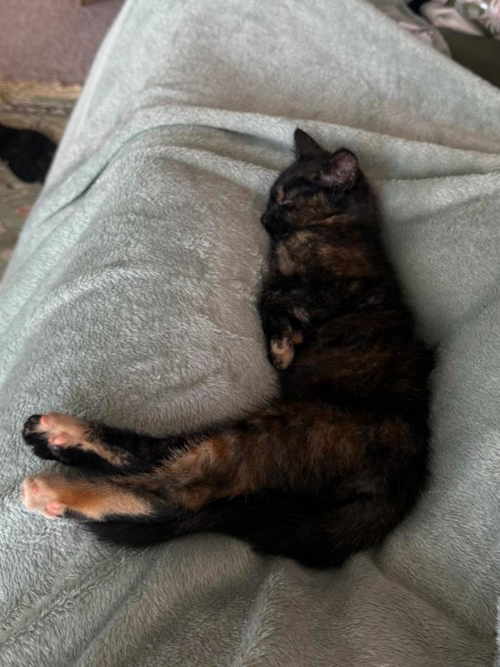 Lilly; lees de beschrijving! Inc alle benodigdheden, Dieren en Toebehoren, Katten en Kittens | Overige Katten, Langharig, Poes