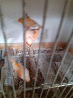 3 kanarie poppen 2 van 2025  en 1 overjarig, Vrouwelijk, Kleurkanarie