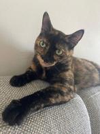 Kat zoekt ervaren baasje, Dieren en Toebehoren, Katten en Kittens | Raskatten | Korthaar, Poes, Ontwormd, 6 jaar of ouder