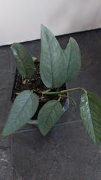 Epipremnum cebu blue.,green, Ophalen of Verzenden, Overige soorten, Minder dan 100 cm