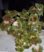 Coleus Plant in Pot, Ophalen, Overige soorten, Halfschaduw, In pot