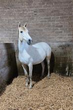 Merrie en veulen te koop, Dieren en Toebehoren, Zadelmak, 3 tot 6 jaar, Recreatiepaard, Merrie