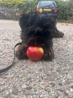 Nieuw huisje gezocht voor lieve LJ, Dieren en Toebehoren, Rabiës (hondsdolheid), 15 weken tot 1 jaar, Reu, Eén hond