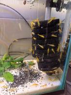 yellow backline neocaridina garnalen, Ophalen, Zo goed als nieuw