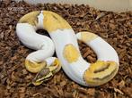 2 Piedbald PH Desert Ghost 2023 mannen, Slang, 0 tot 2 jaar