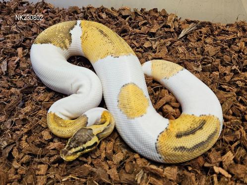 2 Piedbald PH Desert Ghost 2023 mannen, Dieren en Toebehoren, Reptielen en Amfibieën, Slang, 0 tot 2 jaar