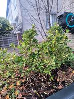 Japanse Kardinaalsmuts Harlequin - Sierheester, Tuin en Terras, Ophalen, Bodembedekkers, Vaste plant, Bloeit niet