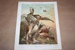Antieke kleurenlitho - Europese roofvogels - Ca 1900, Antiek en Kunst, Kunst | Litho's en Zeefdrukken, Ophalen of Verzenden