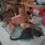Lieve kittens ,katers en poezen ,zoeken een goed mandje, Dieren en Toebehoren, Katten en Kittens | Overige Katten, Meerdere dieren