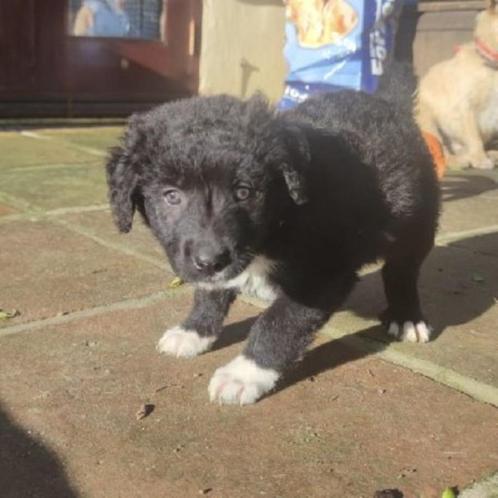 ACE: Annie is een vriendelijke en aangename schat, Dieren en Toebehoren, Honden | Niet-rashonden, Middel, Teef, Particulier, Eén hond