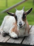 Dwerggeitje, Dieren en Toebehoren, Vrouwelijk, Geit, 0 tot 2 jaar