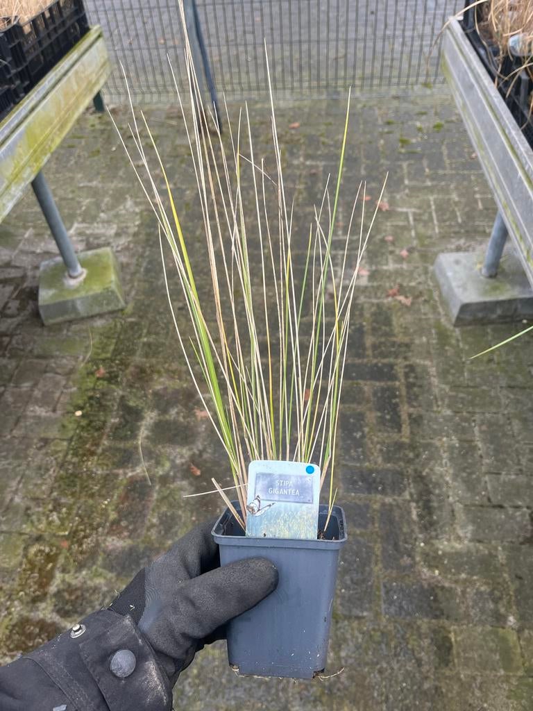 Stipa gigantea - Gouden Reuzenvedergras, Ophalen, Volle zon, Vaste plant, Siergrassen