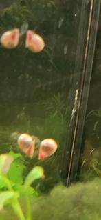 Posthoorn slak, Dieren en Toebehoren, Slak of Weekdier, Zoetwatervis