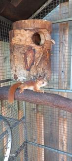 Japanse lis, Dieren en Toebehoren, Knaagdieren, Maart, Mannelijk, Overige typen