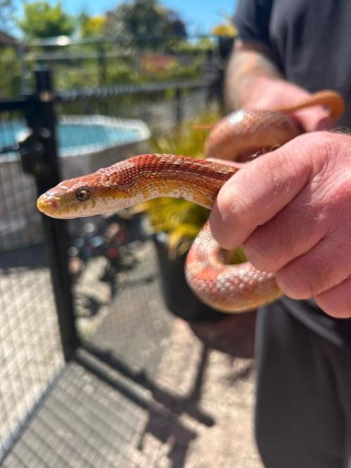 Rode rattenslang, Dieren en Toebehoren, Reptielen en Amfibieën, Slang, Tam