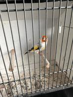 Witkop putter man xxl, Mannelijk, Wildzangvogel