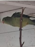 bergparkieten, Meerdere dieren, Parkiet