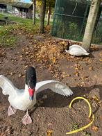 Zwarthals zwaan eieren, Dieren en Toebehoren, Pluimvee, Geslacht onbekend, Overige soorten