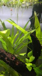 Caridina garnalen (wildkleur), Kreeft, Krab of Garnaal, Zoetwatervis, Schoolvis