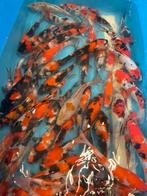 Zeer mooie japanse koi van 15-20 cm, Dieren en Toebehoren, Karper of Koi