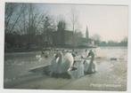 Zwaan Zwanen Foto Rob Chrispijn Gelopen 1989, Verzamelen, Ansichtkaarten | Themakaarten, Gelopen, Verzenden, 1980 tot heden