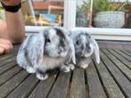 Nederlandse Hangoor Dwergjes, Meerdere dieren, Dwerg, Hangoor
