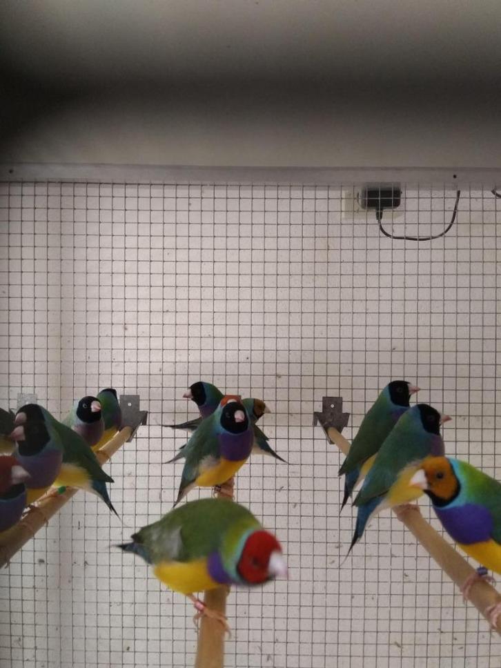 Gouldamadine, Dieren en Toebehoren, Vogels | Overige Vogels, Tropenvogel, Meerdere dieren, Geringd