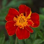 Zaden afrikaantje oranje/rood enkelbloemig (Tagetes patula), Tuin en Terras, Bloembollen en Zaden, Ophalen of Verzenden, Voorjaar