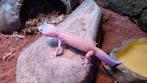 Mack Snow Tremper Luipaardgekko -  Prijs: €100 per stuk, Hagedis, 0 tot 2 jaar