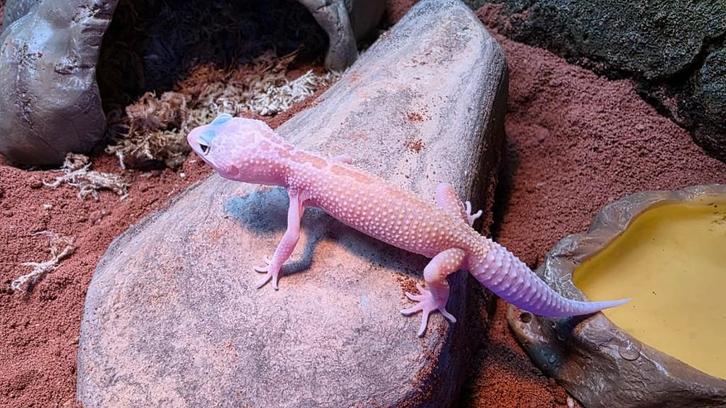 Mack Snow Tremper Luipaardgekko