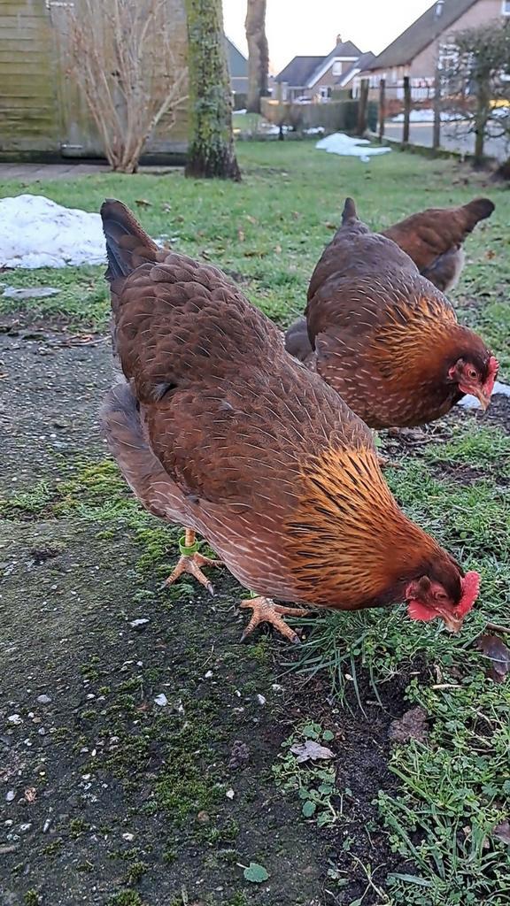 3 raszuivere welsumer hennen (Groot soort welsumers), Dieren en Toebehoren, Pluimvee, Kip, Vrouwelijk