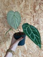 Anthurium Crystallinum plant, Ophalen of Verzenden, Overige soorten, Halfschaduw, Minder dan 100 cm