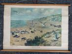 Aan het strand, Antiek en Kunst, Antiek | Schoolplaten, Ophalen of Verzenden, Natuur en Biologie
