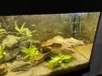 Aquarium, Dieren en Toebehoren, Vissen | Aquaria en Toebehoren, Ophalen, Zo goed als nieuw