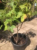 Bessenstruik , ongeveer 100 cm hoog . staat in de kuip . pri, Ophalen, Overige soorten, Struik, 100 tot 250 cm