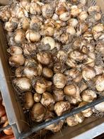 OP= OP   Tête-à-tête Narcis Bollen (Geel) OP= OP, Tuin en Terras, Ophalen, Najaar, Volle zon, Bloembol