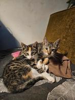 leuke kittens, Dieren en Toebehoren, Katten en Kittens | Overige Katten, Poes