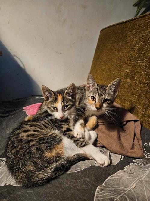 leuke kittens, Dieren en Toebehoren, Katten en Kittens | Overige Katten, Poes