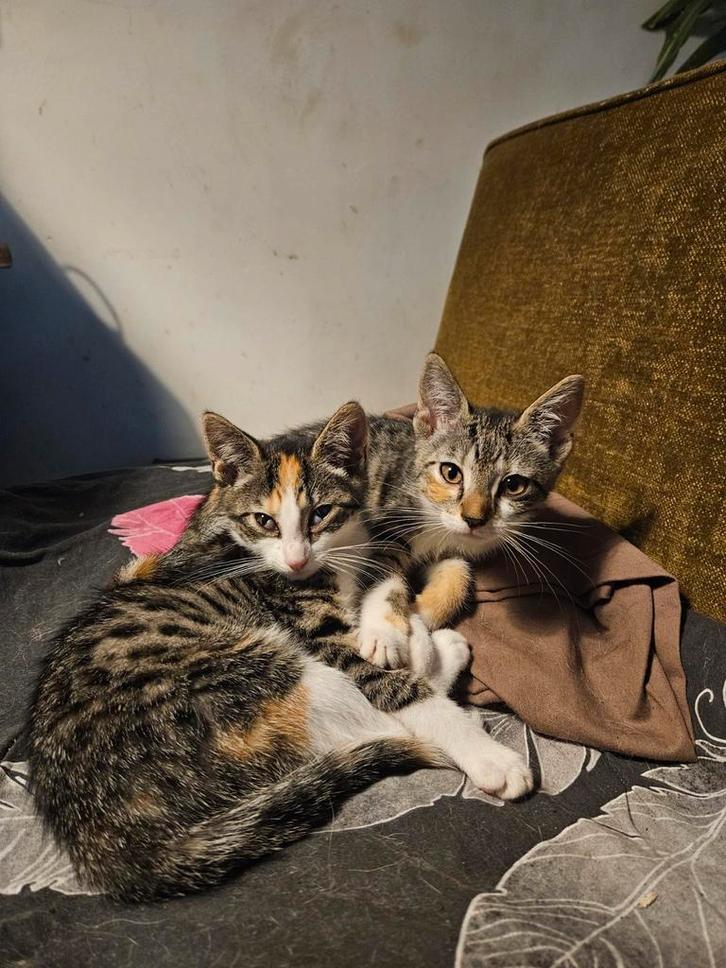 leuke kittens, Dieren en Toebehoren, Katten en Kittens | Overige Katten, Poes